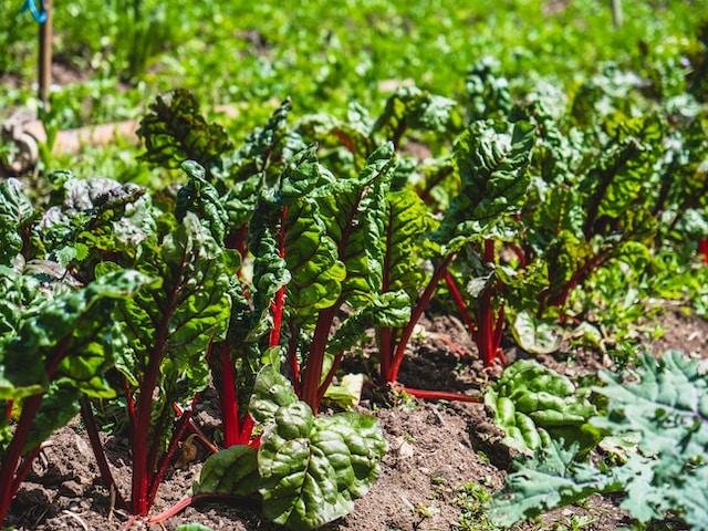 spinach melanin rich food