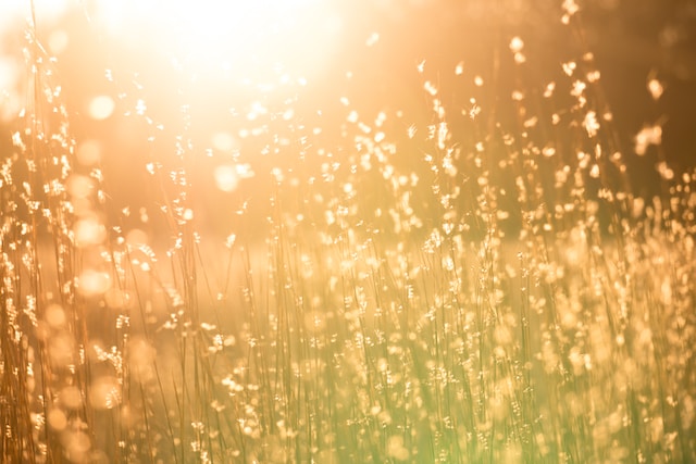 Vitamin D For Vegans
